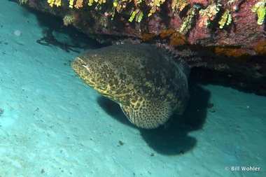 Goliath grouper (Epinephelus itajara)