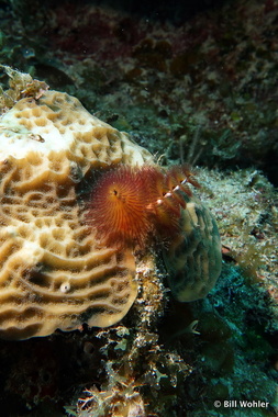 Christmas tree worm (Spirobranchus giganteus)