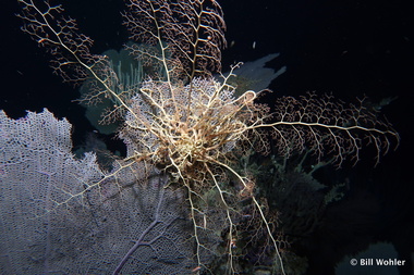 Basket star (Astrophyton muricatum)