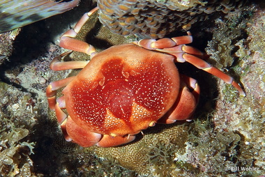 Batwing coral crab (Carpilius corallinus)