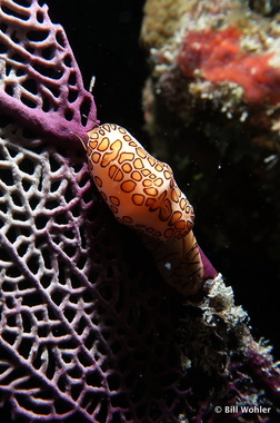 Flamingo tongue (Cyphoma gibbosum)