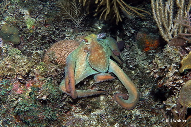 Caribbean reef octopus (Octopus briareus)