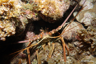 Caribbean spiny lobster (Panulirus argus)