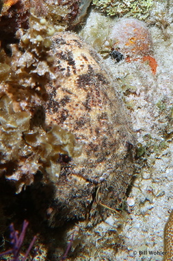 Sculptured slipper lobster (Parribacus antarcticus)