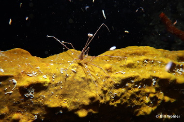 Arrow crab (Stenorhynchus seticomis)