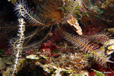 Beaded crinoid (Davidaster discoideus)