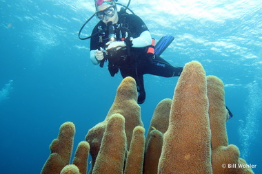 Bonnie videos the majestic pillar corrals (Dendrogyra cylindrus)