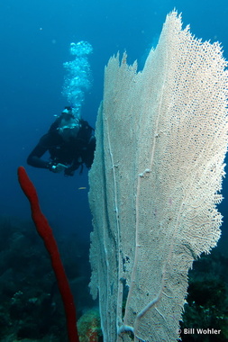 Paul checks out one of the many sea fans (Gorgonia ventalina)