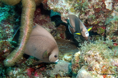 Grey angel fish (Pomacanthus arcuatus)