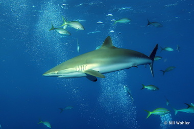  (Carcharhinus falciformis)