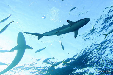 Silky shark (Carcharhinus falciformis)