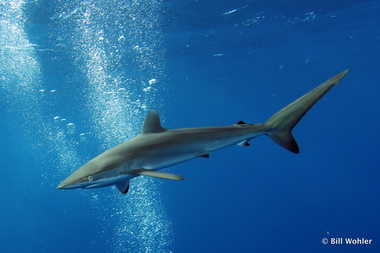  (Carcharhinus falciformis)