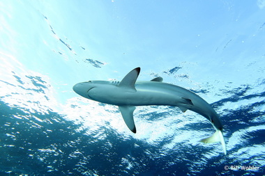 Silky shark (Carcharhinus falciformis)