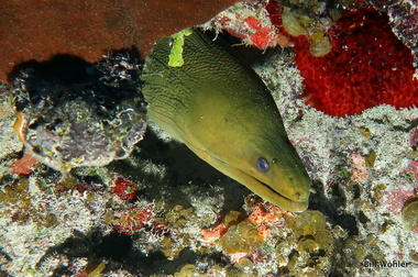 Green moray (Gymnothorax funebris)