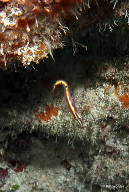 Arrow blenny (Lucayablennius zingaro)