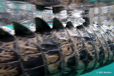 The crocodiles scales up close