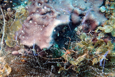 Pederson shrimp and and arrow crab (Ancylomenes pedersoni, Stenorhynchus seticomis)