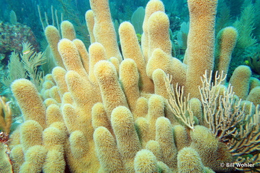 Pillar coral (Dendrogyra cylindrus)