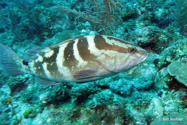 Nassau grouper (Epinephelus striatus)