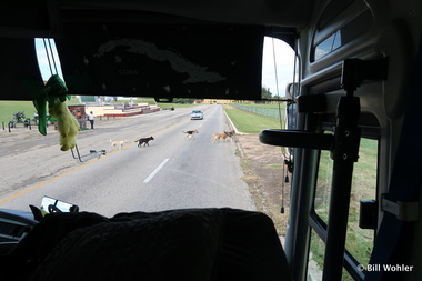 Why did the feral dogs cross the street?