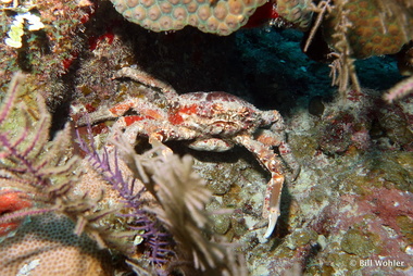 Channel clinging crab (Mithrax spinosissimus)