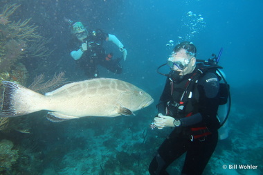 Paul and the black grouper meditate together (Mycteroperca bonaci)