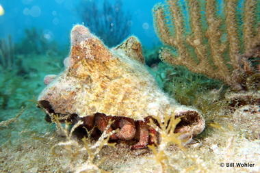 Giant hermit crab (Petrochirus diogenes)