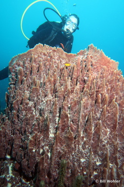 Lori is sucked into a giant barrel sponge (Xestospongia muta)