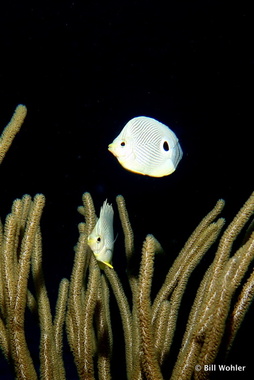 Foureye butterflyfish (Chaetodon capistratus)