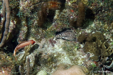 Spotted moray (Gymnothorax moringa)