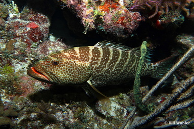 Tiger grouper (Mycteroperca tigris)