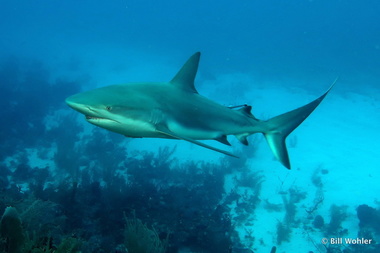 Reef sharks keep us company (Los mogotes Carcharhinus perezii)