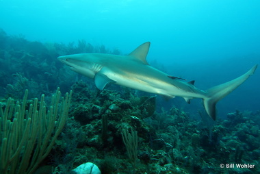  (Los mogotes Carcharhinus perezii)