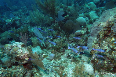 Creole wrasse (Clepticus parrae)