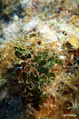 Lettuce sea slug (Los mogotes Elysia crispata)