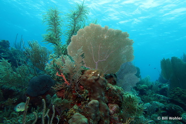 Fan coral (Gorgonia ventalina)