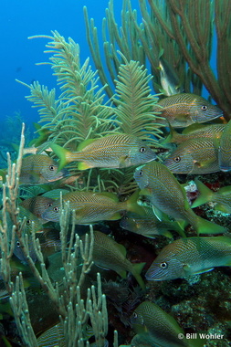 White grunt (Haemulon plumierii)