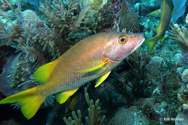 Schoolmaster (Lutjanus apodus)