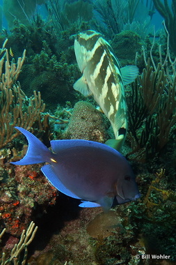 A blue tang and Nassau grouper share company (Acanthurus coeruleus)