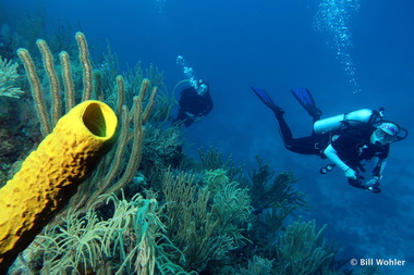 Lori and Bonnie cruise along the coral-covered wall (Aplysina fistularis)
