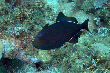 Black triggerfish (Melichthys niger)