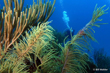 Lori enjoys the plume corals and sea whips