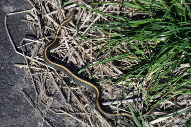 A Santa Cruz garter snake at the trailhead (Thamnophis atratus atratus)