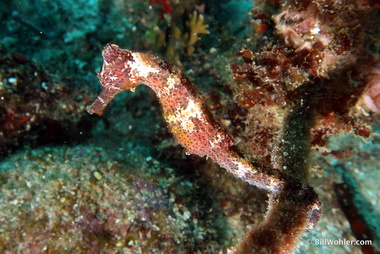 Longsnout seahorse (Hippocampus reidi)