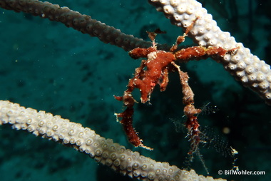 Shortfinger neck crab (Podochela sidneyi)