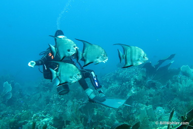 Jim hides behind the spadefish (Chaetodipterus faber)