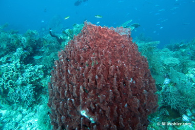 Yet another giant barrel sponge (Xestospongia muta)
