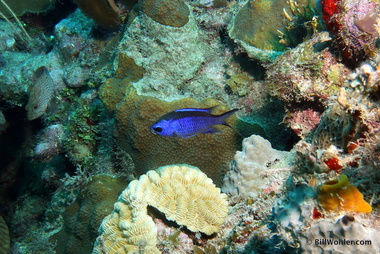 Blue chromis (Chromis cyanea)