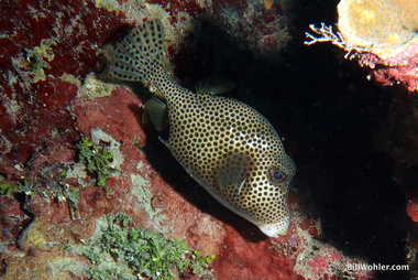 Spotted trunkfish (Lactophrys bicaudalis)