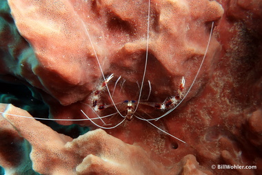 Banded coral shrimp (Stenopus hispidus)